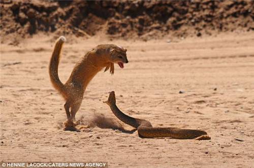 snake.mongoose.jpg