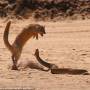 snake.mongoose.jpg